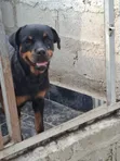 Purebred Rottweiler - 1.5 Years Old Female - 1