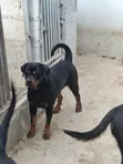 Purebred Rottweiler - 1.5 Years Old Female - 2