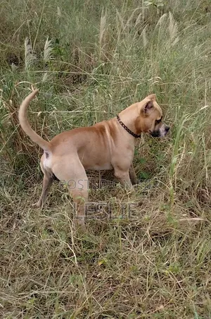 Purebred Presa Canario Male for Stud