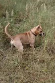 Purebred Presa Canario Male for Stud - 1