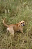 Purebred Presa Canario Male for Stud - 2