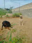 Purebred Presa Canario Male for Stud - 3