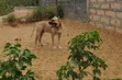 Purebred Presa Canario Male for Stud - 4