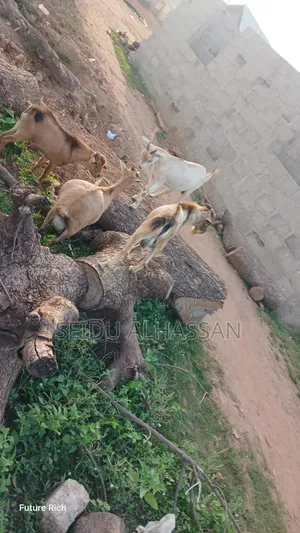 100 Goats for Sale