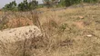Residential Plot for Sale in Afienya - 70x100 ft - 3
