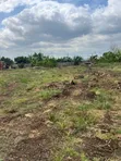 Land for Sale - Afienya, Accra - 1
