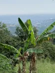 2.5 Plots for Sale at Aburi Jamacaso - 4