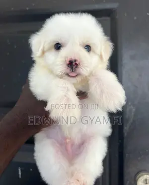 Male Purebred Maltipoo Puppy (1-3 Months)