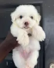 Male Purebred Maltipoo Puppy (1-3 Months) - 1