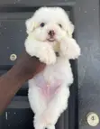 Male Purebred Maltipoo Puppy (1-3 Months) - 2