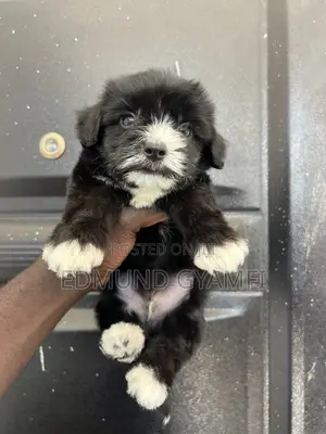 Male Purebred Maltipoo Puppy (1-3 Months)