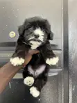 Male Purebred Maltipoo Puppy (1-3 Months) - 1