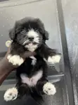 Male Purebred Maltipoo Puppy (1-3 Months) - 2