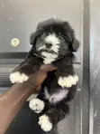 Male Purebred Maltipoo Puppy (1-3 Months) - 3
