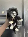 Male Purebred Maltipoo Puppy (1-3 Months) - 4