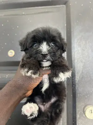 Male Purebred Maltipoo Puppy (1-3 Months)