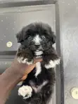 Male Purebred Maltipoo Puppy (1-3 Months) - 1