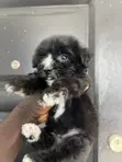 Male Purebred Maltipoo Puppy (1-3 Months) - 2