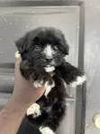 Male Purebred Maltipoo Puppy (1-3 Months) - 3