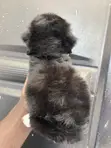 Male Purebred Maltipoo Puppy (1-3 Months) - 4