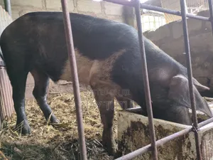 Massive Male Pig for Farm
