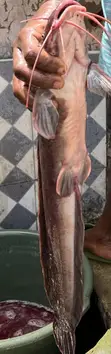 Catfish for Sale - 1