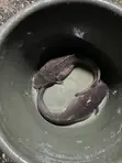 Catfish for Sale - 2