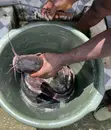 Catfish for Sale - 3