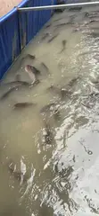 Catfish for Sale - 4