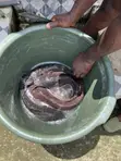 Catfish for Sale - 5