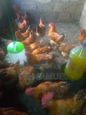 Live Chickens - 500 Available