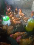 Live Chickens - 500 Available - 1