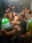 Live Chickens - 500 Available - 2