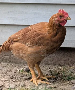 Sasso Chickens