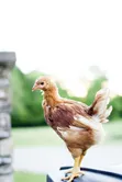 Sasso Chickens - 2