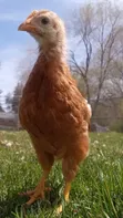 Sasso Chickens - 3