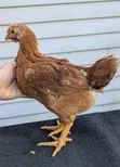 Sasso Chickens - 4