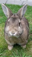 Matured Rabbits for Meat and Breeding - 1