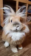 Matured Rabbits for Meat and Breeding - 2