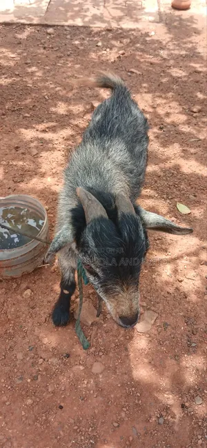 Mature Male Goat