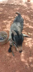 Mature Male Goat - 1