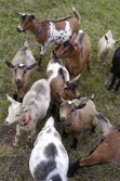 Mature Male Goat - 2