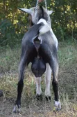 Mature Male Goat - 3