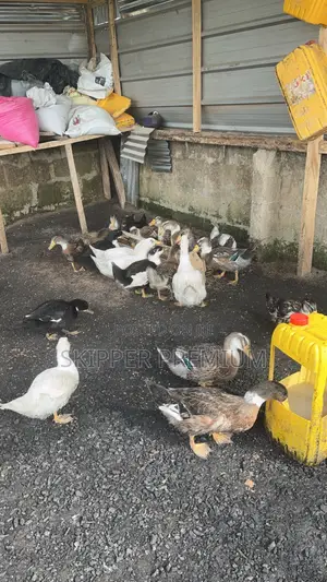Day Old Pekin Ducks, Fertile Eggs & Matured for Meat