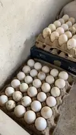 Day Old Pekin Ducks, Fertile Eggs & Matured for Meat - 2
