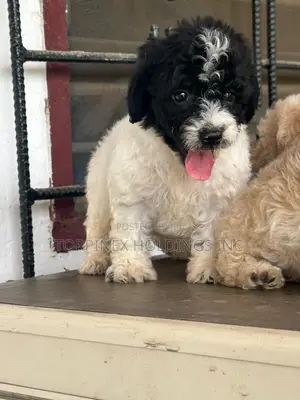 Purebred Poodle Puppy - 1-3 Months Old