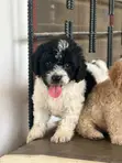 Purebred Poodle Puppy - 1-3 Months Old - 2