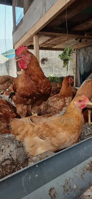 Healthy Premium Chickens for Sale