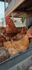 Healthy Premium Chickens for Sale - 1