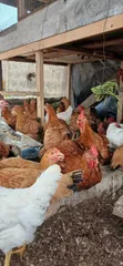 Healthy Premium Chickens for Sale - 2